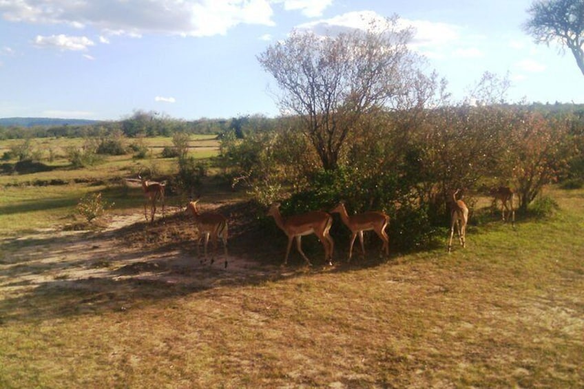 3 Days Maasai Mara Adventure