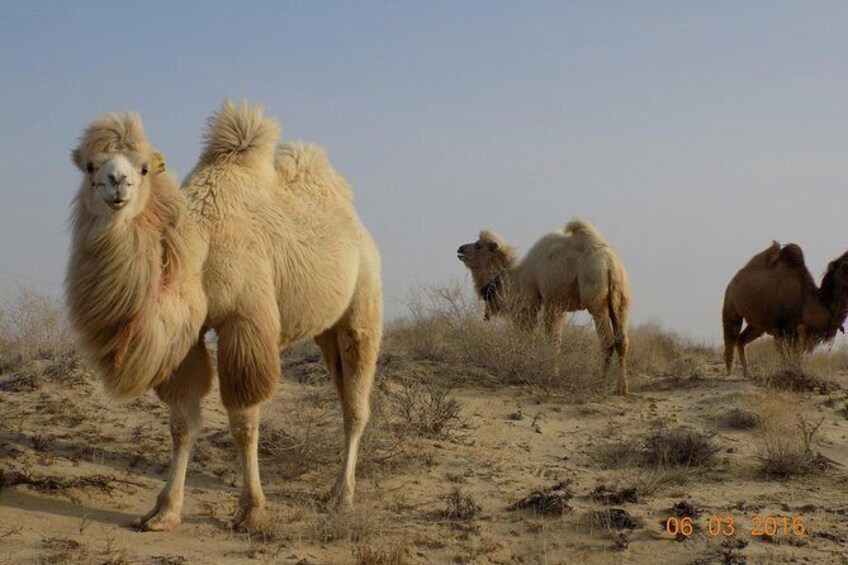 Show item 2 of 13. Camel Bactrian Farm