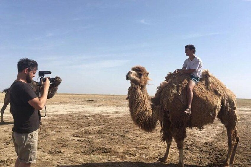 Show item 1 of 13. Camel Bactrian Farm