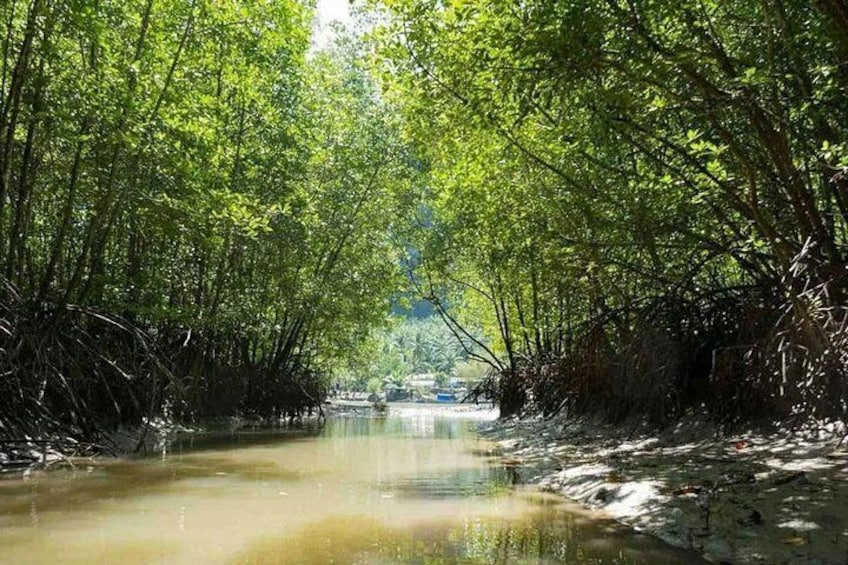 Tung Yee Peng Mangrove Forest Tour By Longtail Boat From Koh Lanta