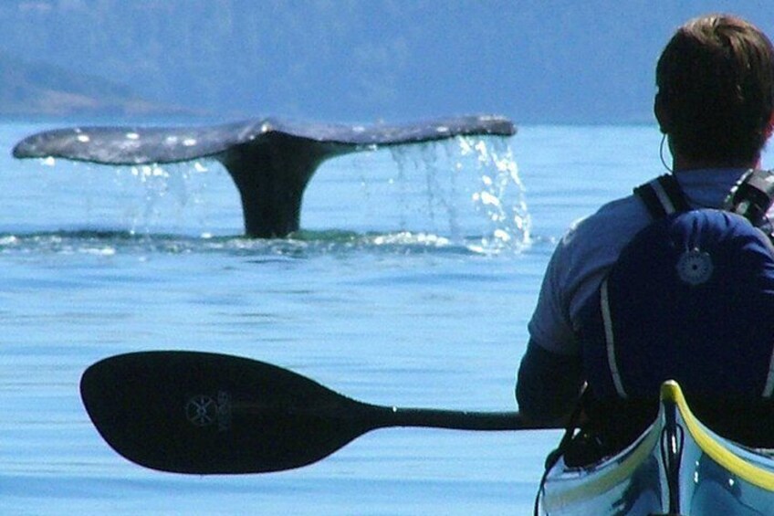 3-Hour Sea Kayak Tour in the San Juan Islands