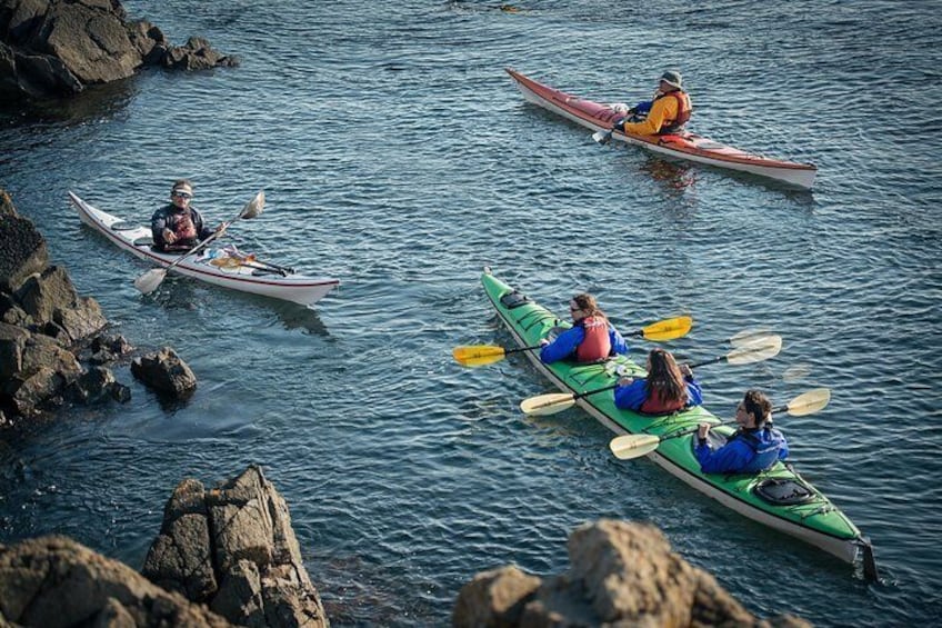 3-Hour Sea Kayak Tour in the San Juan Islands