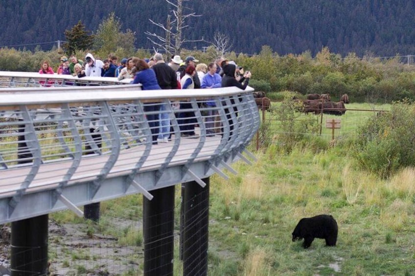 Guests get a close-up look at one of the resident black bears at the Alaska Wildlife Conservation Center