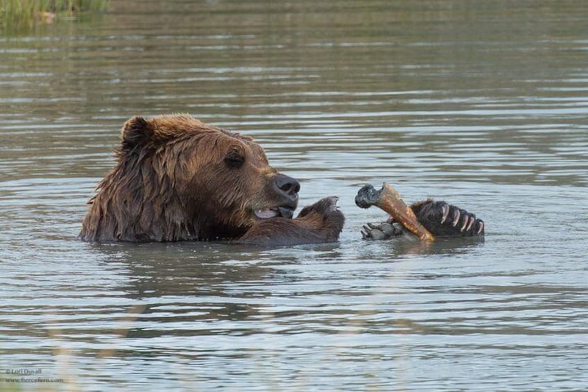 JB the coastal brown bear enjoys a swim at the Alaska Wildlife Conservation Center