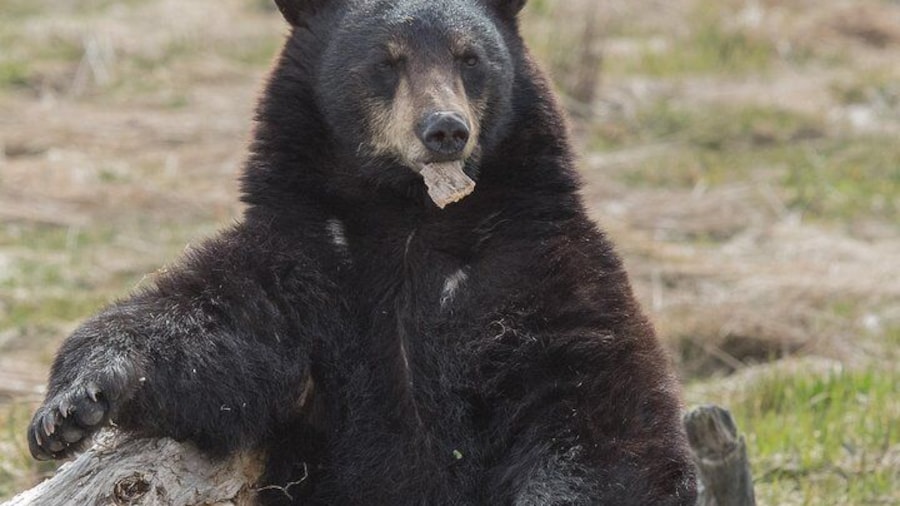 Alaska Wildlife Day Tour with Free Hotel Pickup
