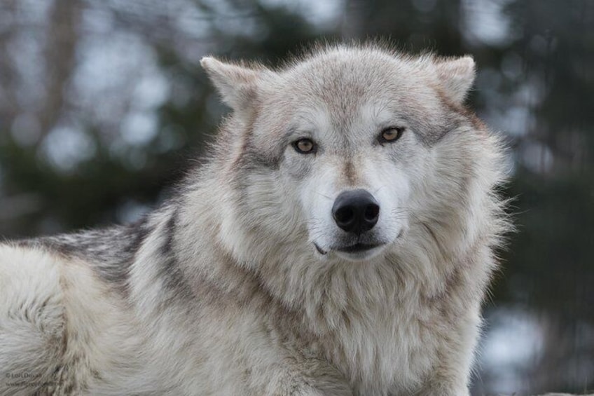 Deshka, one of four wolves at the Alaska Wildlife Conservation Center
