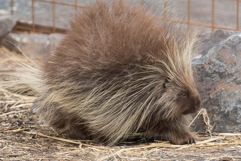 Twix the porcupine is a visitor favorite at the Alaska Wildlife Conservation Center