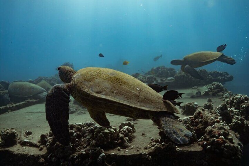Turtle Town Snorkel with Photo and Video