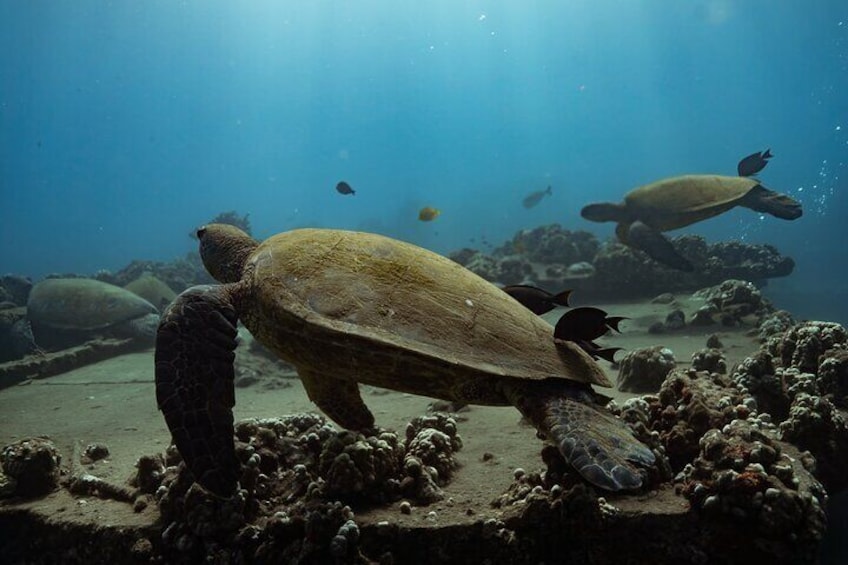 Turtle Town Snorkel with Photo and Video