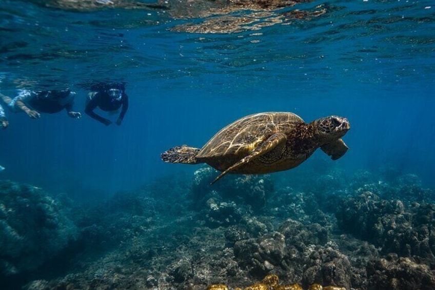 Turtle Town Snorkel with Photo and Video