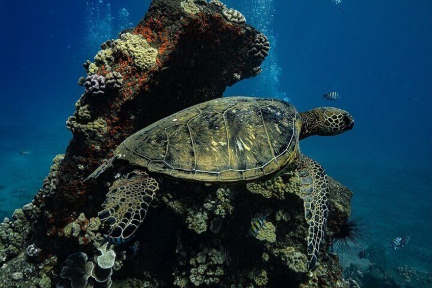 Turtle Town Snorkel with Photo and Video