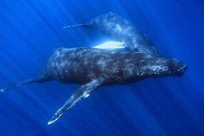 Maui Snorkeling To Coral Gardens All Inclusive 3 Hour Afternoon Session