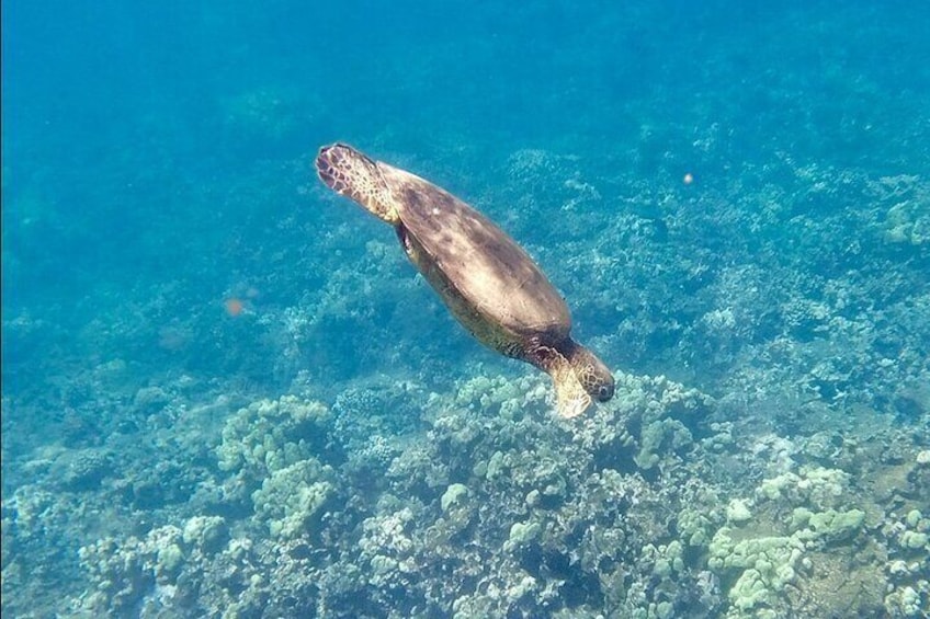 Maui Snorkeling Lani Kai - All-Inclusive 3-Hour Snorkel 