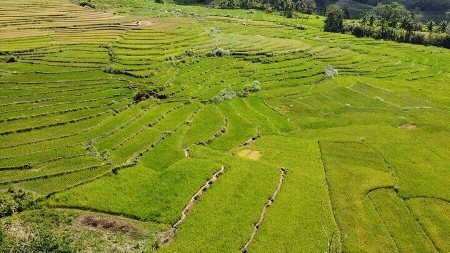 Can-umantad Falls and candijay rice terraces Eco Tour