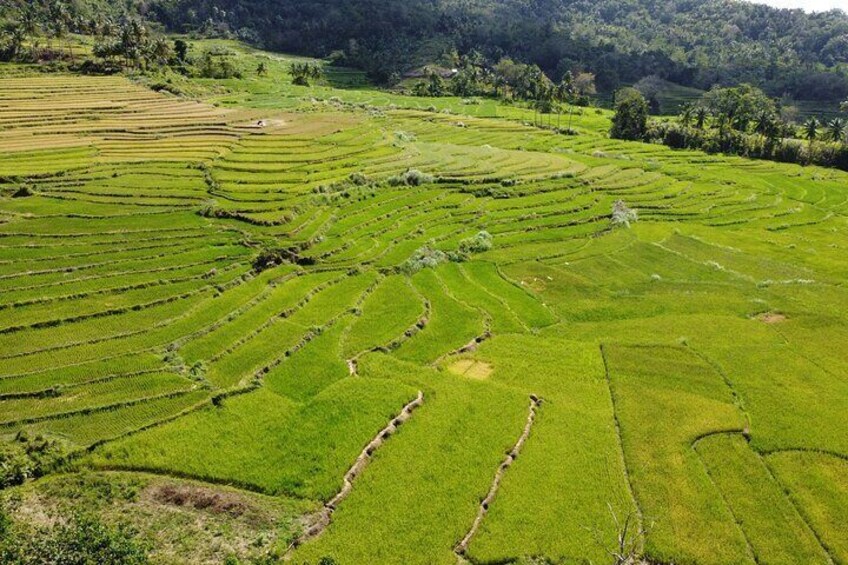 Can-umantad Falls and candijay rice terraces Eco Tour