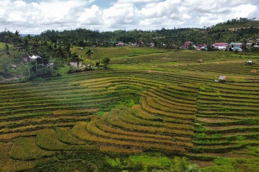 Can-umantad Falls and candijay rice terraces Eco Tour