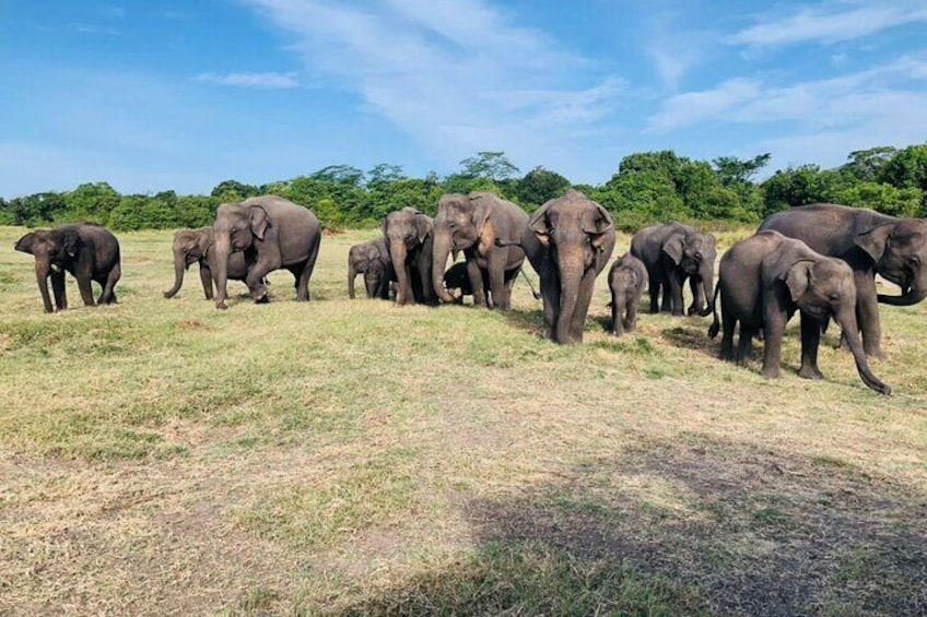 Minneriya National Park halfday Safari