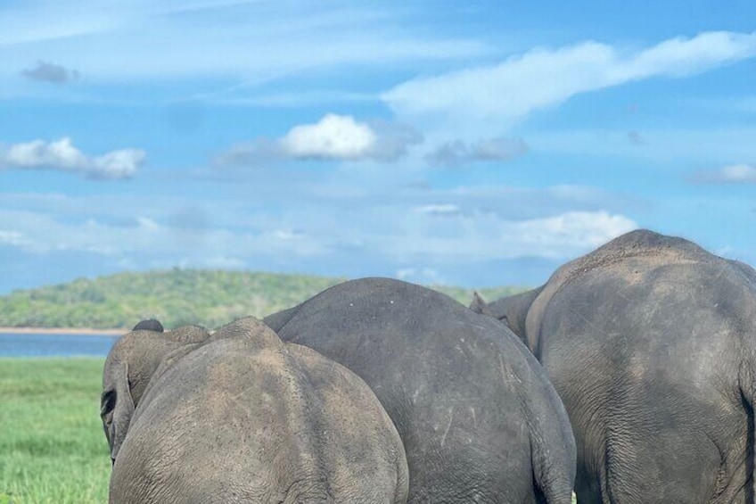 Minneriya National Park halfday Safari