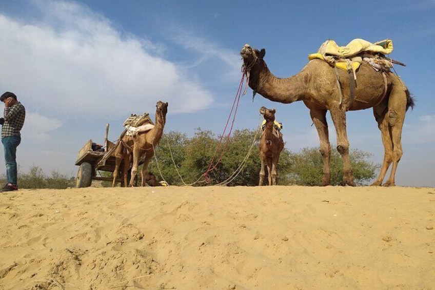 The Jhumpa(Hut) Village Homestay In Desert Under Stars Near Jodhpur