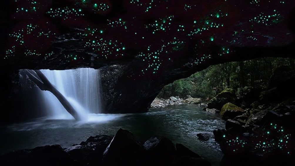 Springbrook National Park & Glowworm Night Tour