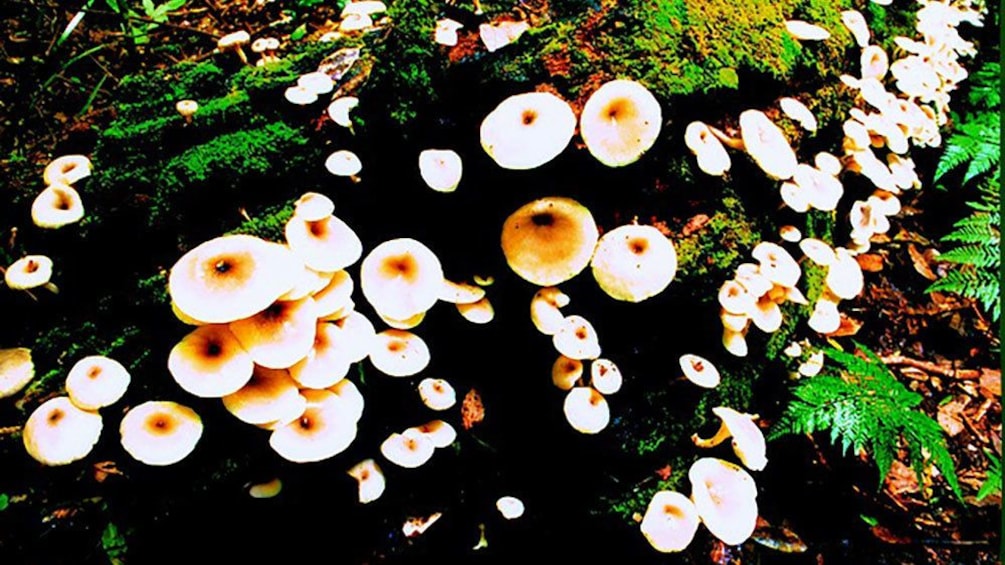 rows of mushrooms growing on log in forest in Gold Coast