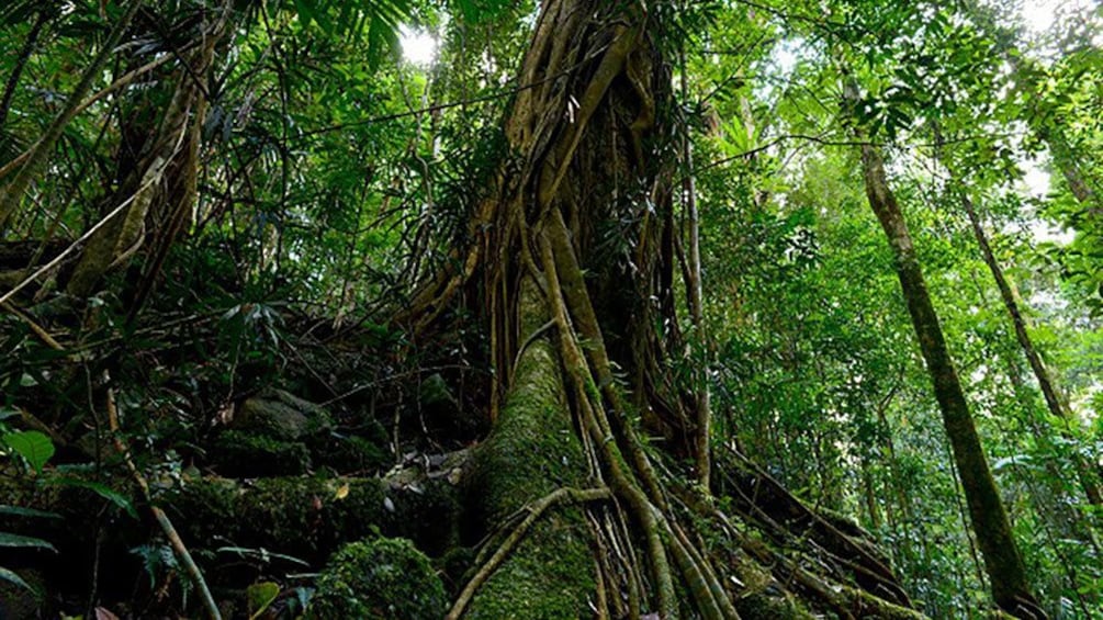 Old tree roots in forest in Gold Coast