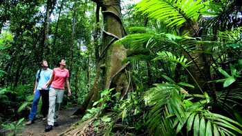 Cape Tribulation & Daintree Rainforest