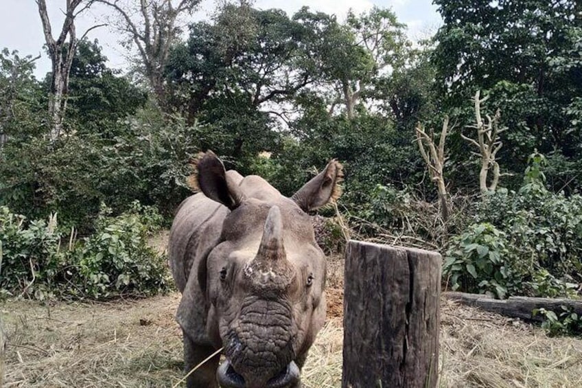 Rare 1 horn Rhino in Chitwan Jungle