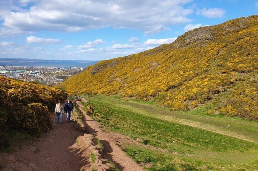 Walking up to Arthur's Seat with gorse bushes bright yellow