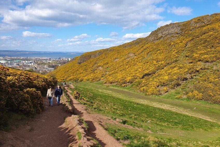Walking up to Arthur's Seat with gorse bushes bright yellow