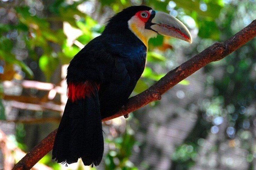 Private Full-Day Tour to Iguazu Falls National Park