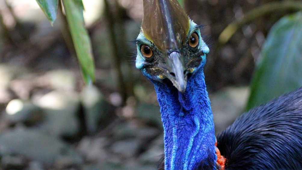 Wildlife Habitat Port Douglas Admission