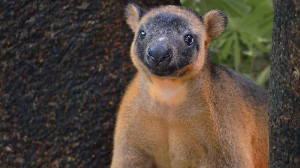 Wildlife Habitat Port Douglas Admission