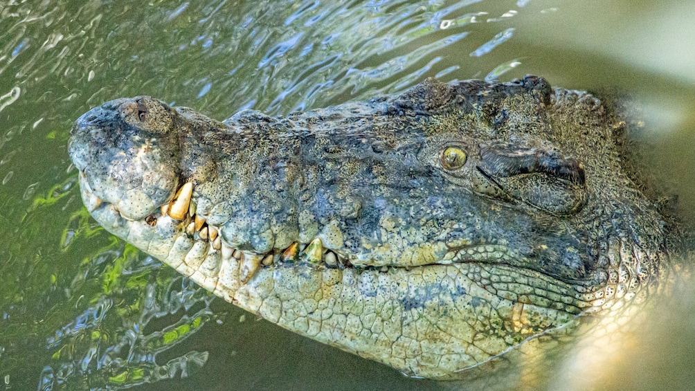 Wildlife Habitat Port Douglas Admission