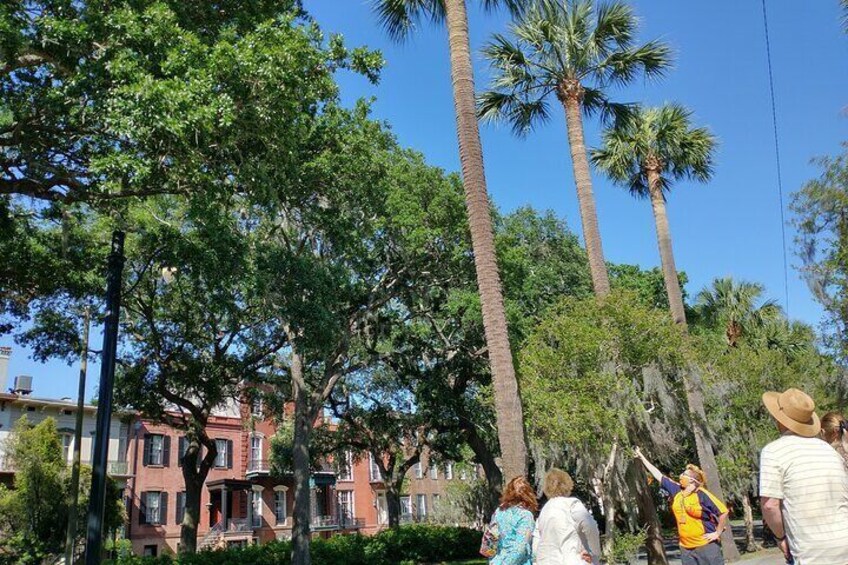 Botanical Walking Tour of Savannah