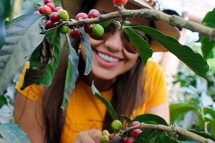 Authentic Coffee Farm Experience from Bogota • Private Tour • 7h