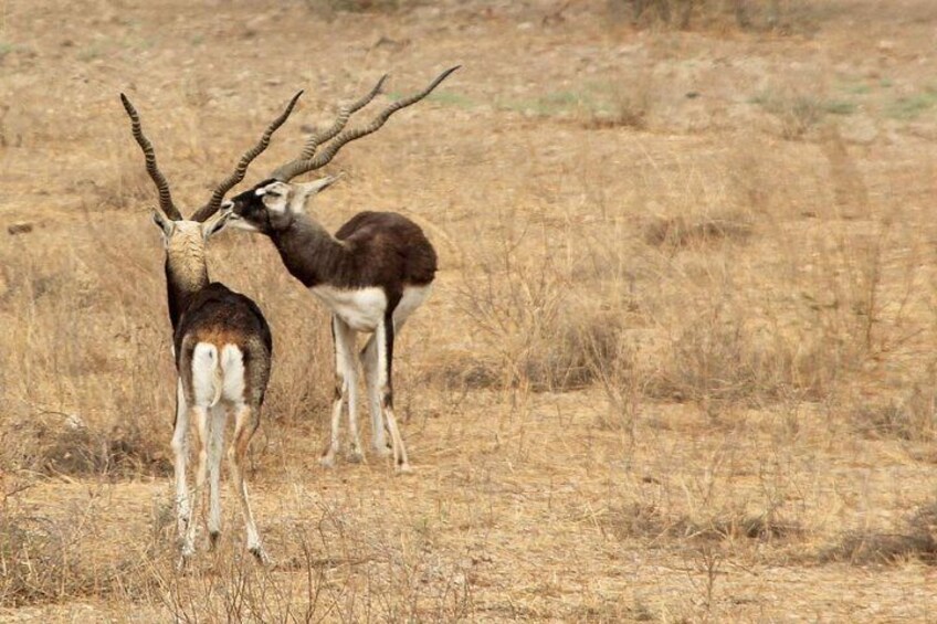 Blackbuck (Antilopes) in the wild
