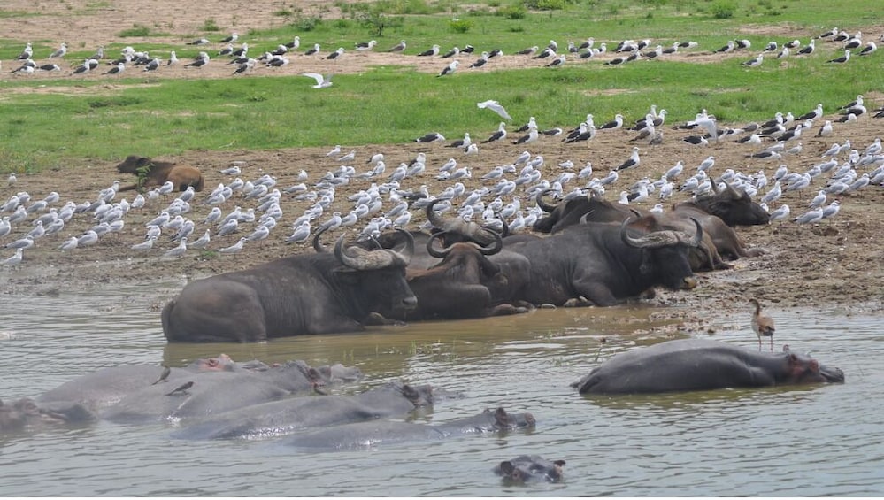 Show item 1 of 9. The Ultimate Uganda Safari