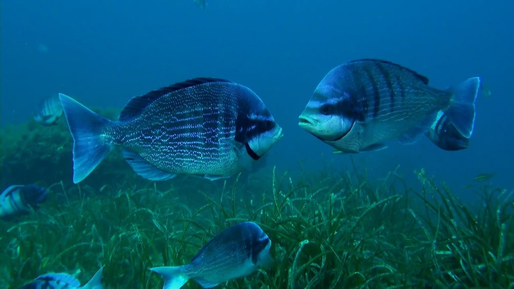 Foto 4 von 10 laden Boat Tour & Snorkeling in Palma Bay