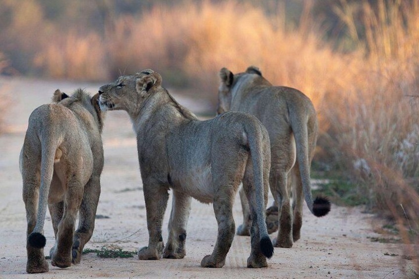 2 Days Morogoro- Selous Game Reserve(Nyerere national park)