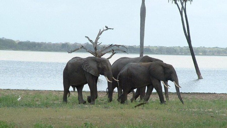 2 Days Morogoro- Selous Game Reserv