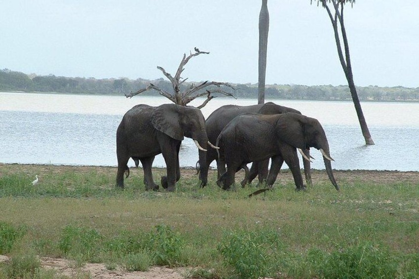  2 Days Morogoro- Selous Game Reserve(Nyerere national park)