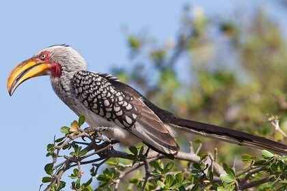 2 días 1 noche Parque Nacional Mikumi desde Dar es Salaam