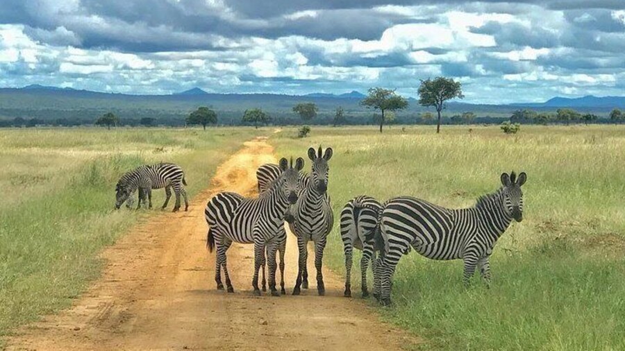 3 Days Safari at Mikumi National Park Southern circuit of Tanzania
