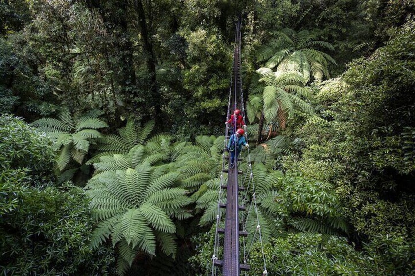 The Original Canopy Experience