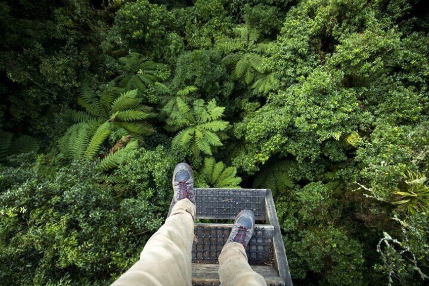 The Original Canopy Experience