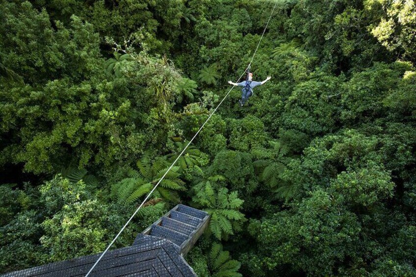 The Original Canopy Experience