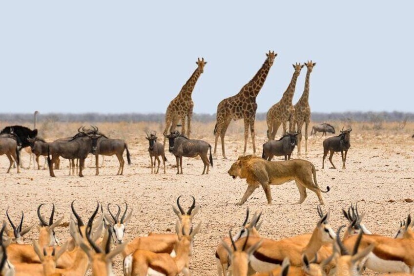 Etosha NP & Swakopmund Safari 4 Days/ 3 Nights (Camping)