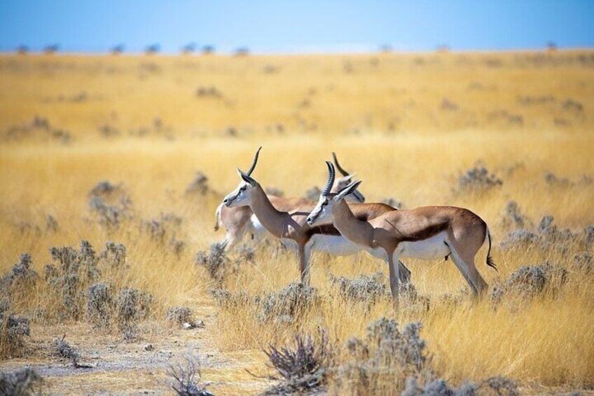Etosha NP & Swakopmund Safari 4 Days/ 3 Nights (Camping)