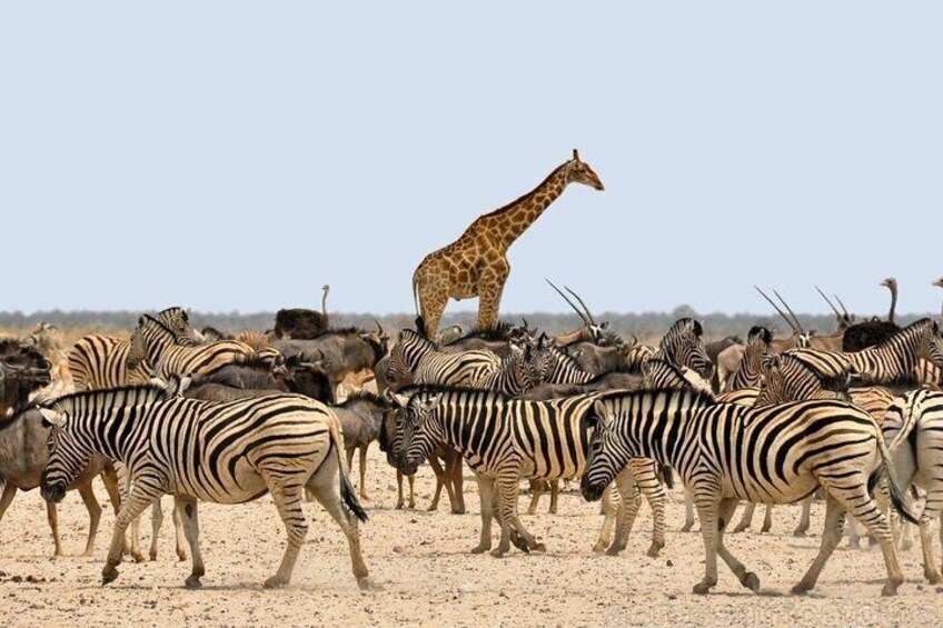 Etosha NP & Swakopmund Safari 4 Days/ 3 Nights (Camping)